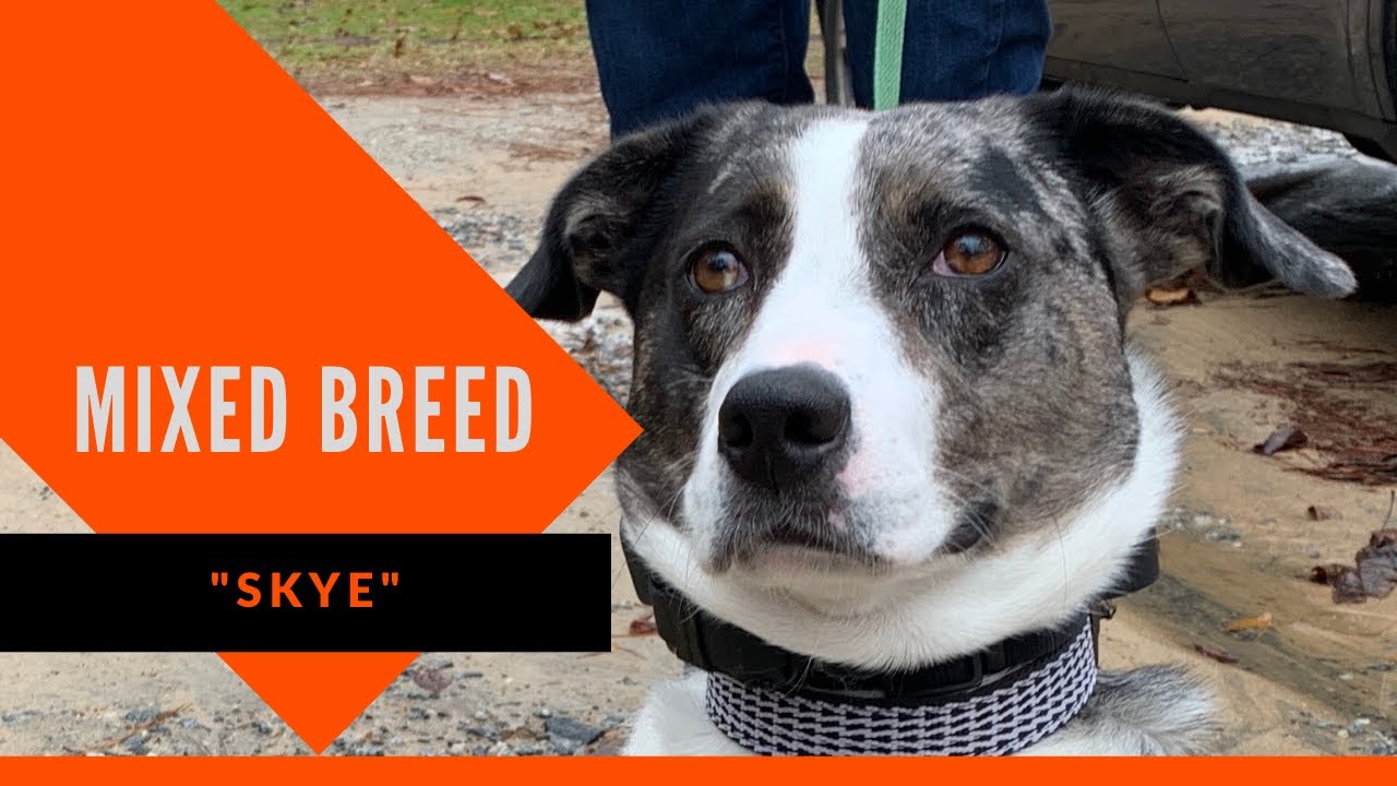Skye Mixed Breed Dog Training Columbus Columbus, GA Dog