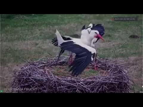 A było tak przyjemnie, a tu nagle walka / 02.03.23 / Bocian biały