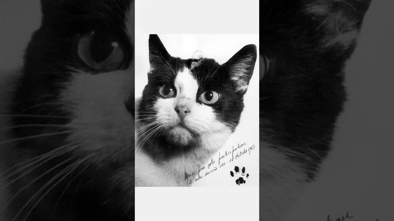 F&eacute;licette the space cat - The first cat survive a trip to space! #space #science #shorts