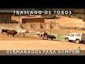 Traslado De Toros, Hermanados Para Siempre.