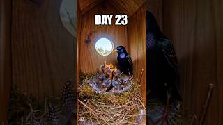 🐣 From Nest Building to Hatching a Baby Bird #shorts
