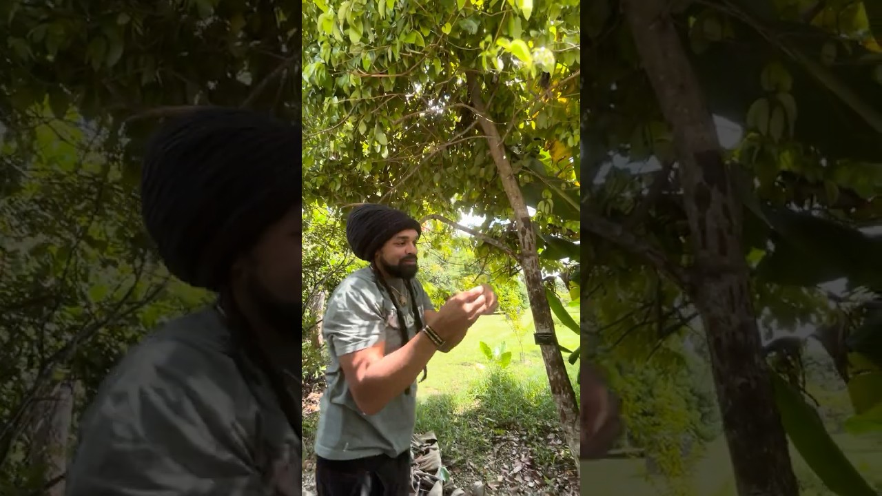 🤯 I didn't know cinnamon tree leaves taste like cinnamon...