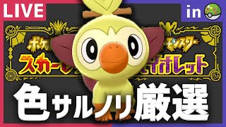 【孵化あまり配布】フレボ入り色違いサルノリ厳選配信！【ポケモンSV】