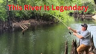 Bluegill & Big Shellcracker from the WITHLACOOCHEE river!! (Catch Clean Cook)!