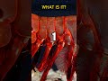 What Is It — Exotic And Unusual Animals From Around The World #2 #Shorts