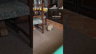 Bunny Binkies And Twerks