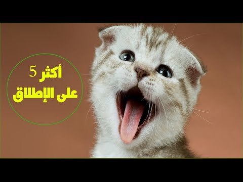 فيديو: 5 نصائح لقطط أنحل وأكثر صحة