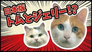 【噂の真相】リアルトムとジェリーと噂の猫達の真実に迫ってみた 【猫アテレコ】