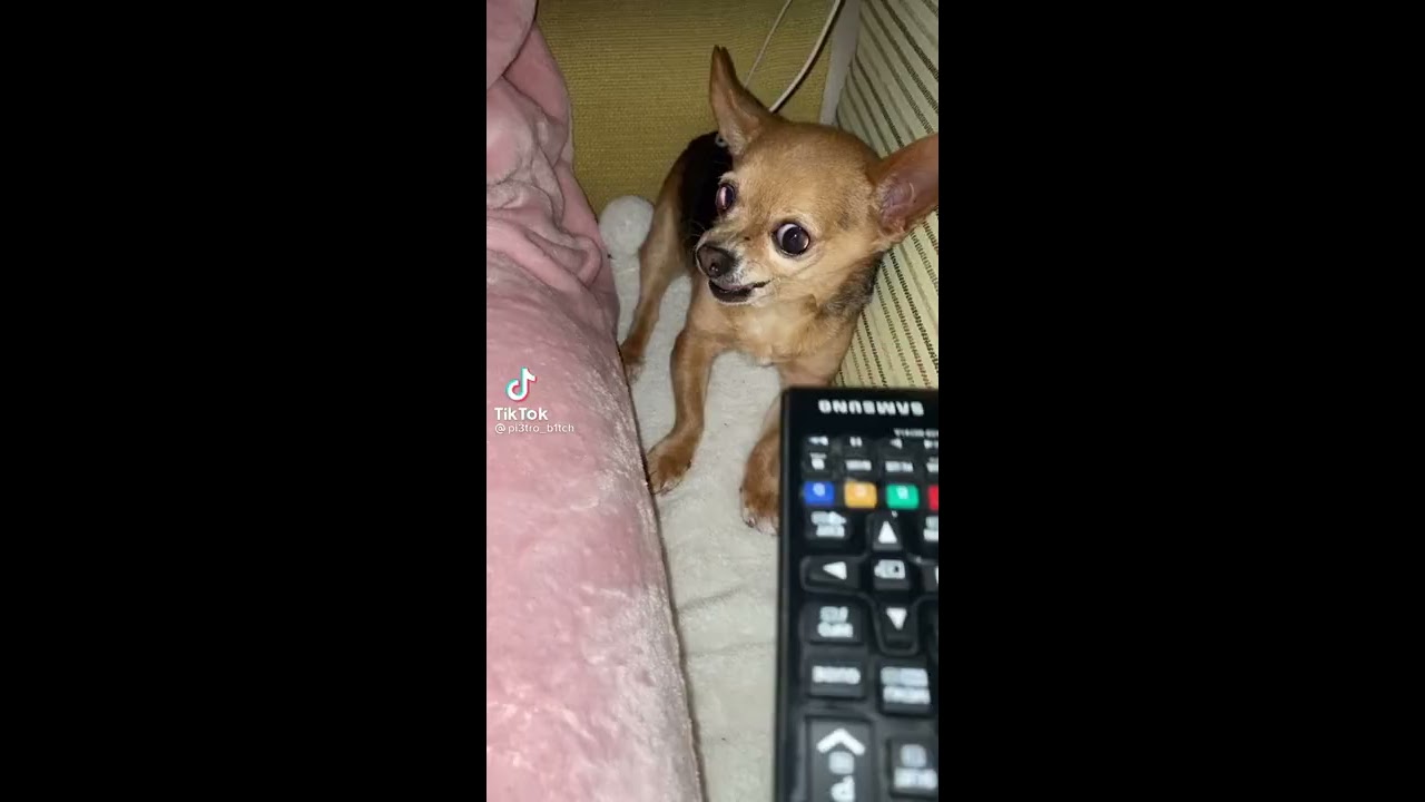 Chihuahua Dog Gets Mad For No Reason