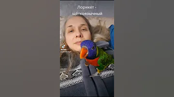 Знакомьтесь - многоцветный лорикет