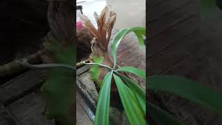 Download Mp3 benahi media platycerium Willingky #music  #platycerium #tanamanhias #viral #shortviralviral Gudang lagu Download Mp3 benahi media platycerium Willingky #music  #platycerium #tanamanhias #viral #shortviralviral