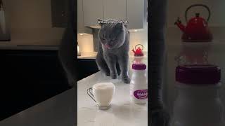 Vinny Can't Go A Day Without His Cat-Uccino | The Dodo