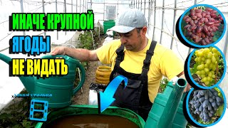 СУПЕР ПОДКОРМКА ВИНОГРАДА ДЛЯ УРОЖАЯ. ЛУЧШЕЕ УДОБРЕНИЕ ДЛЯ ВИНОГРАДА. СЕВЕРНЫЙ ВИНОГРАДНИК 23-20