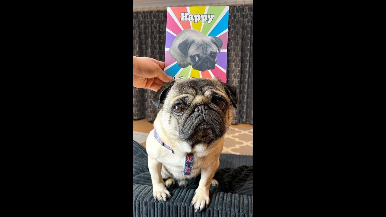 | ОТКРЫТКА 4 ​​БЕСЦЕННА 😂 | Коллекция открыток ко дню рождения Мопса 2022 | 