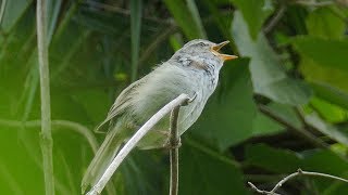 ウグイスの鳴き声 ホーホケキョと鳴く姿 Japanese Bush Warbler