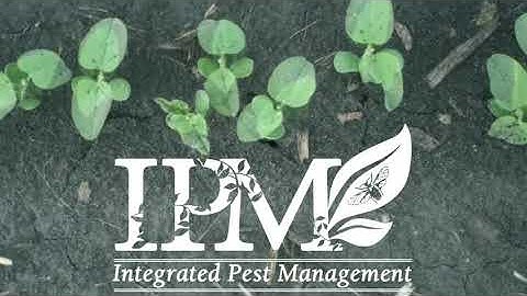 Scouting for Soybean Cyst Nematode