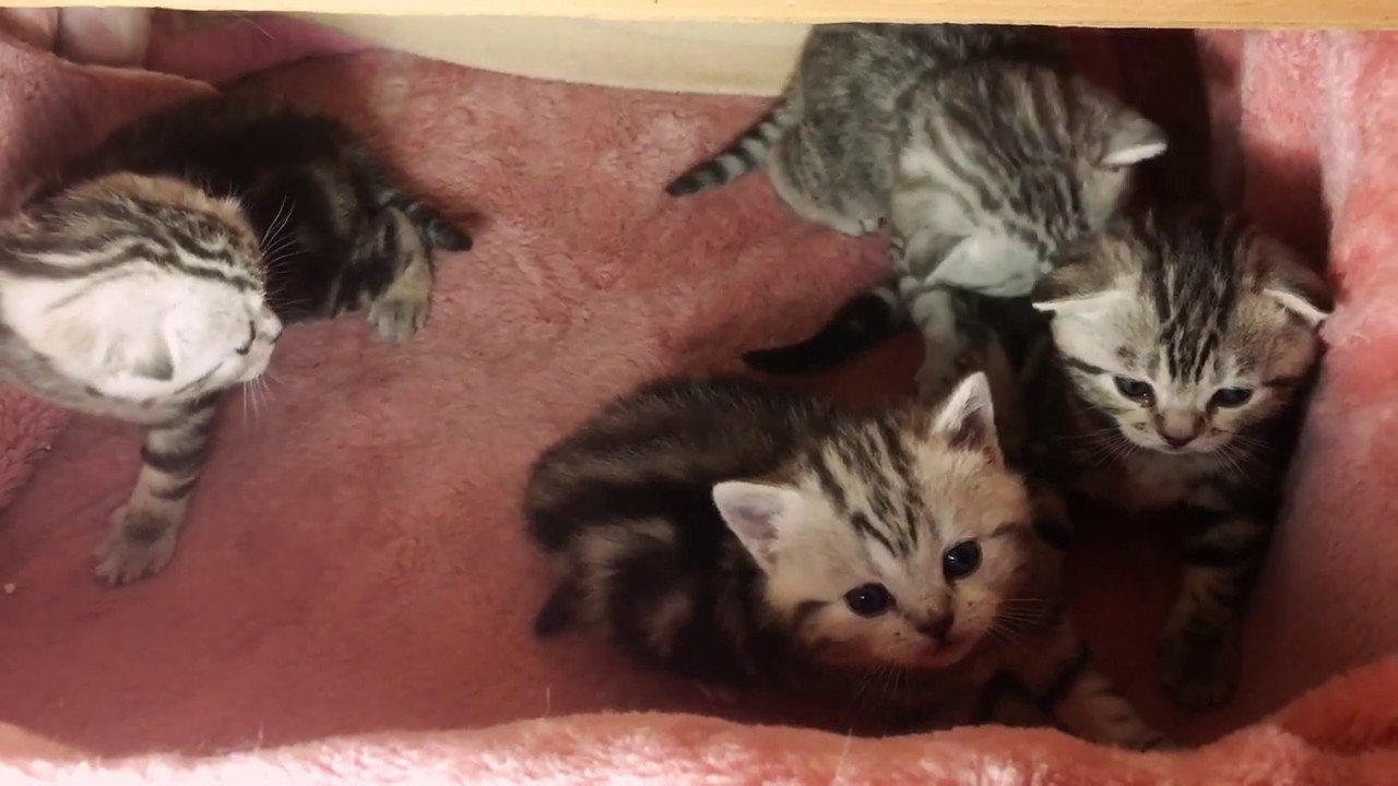 ШОТЛАНДСКИЕ КОТЯТА КОГДА МОЖНО ОПРЕДЕЛИТЬ ВИСЛОУШЕК