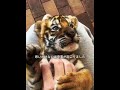 これは人間と動物が仲良く暮らすための最も美しい方法です！ #动物趣事 #animals #特有種 #動物 #自然
