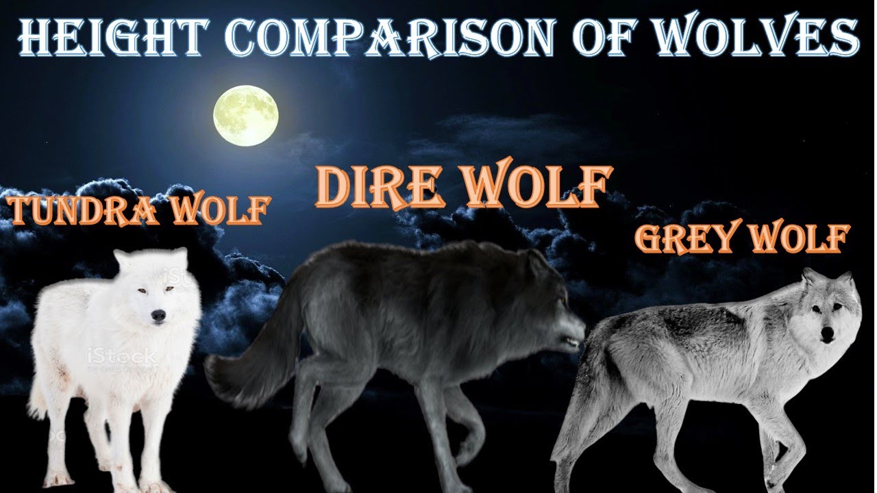 Wolf Size Comparison