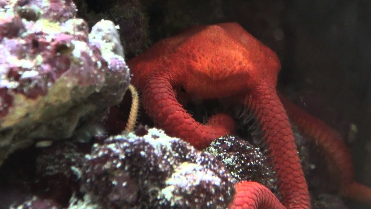 red serpent star starfish eating Ophiaderma squamosissimus YouTube