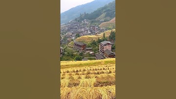 Mùa gặt lúa nương vùng cao Tây Bắc...