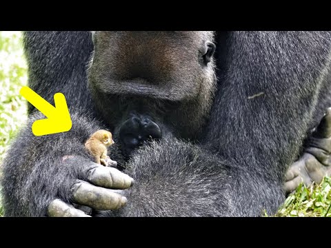 Gorilla Refuses To Let Others Near, Then Staff Looked At His Hands