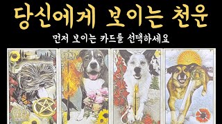 [타로] 99.9% 소름 돋게 맞는 당신에게 보이는 천운, 진심으로 기원합니다