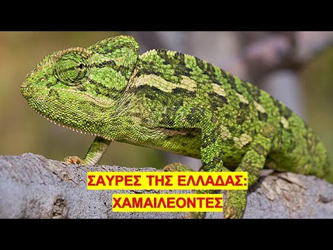 Βίντεο: Χαμαιλέοντας Χαμαιλέοντας - Chameleo Calyptratus Calyptratus Reptile Breed Υποαλλεργικό, Υγεία και Διάρκεια Ζωής