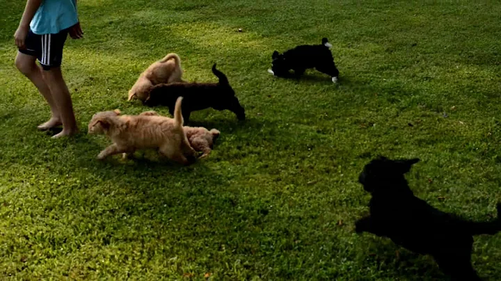 James Keim's Bernedoodles for sale