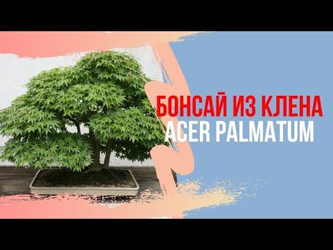 Бонсай Клен (ACER PALMATUM DESHOJO) активный период роста бонсай