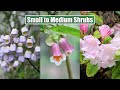 Small to medium shrubs that you will love in your garden  are blooming now