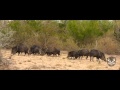 Rancho Las Lomas | Cacería de Jabali con Arco