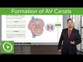 Formation of AV Canals – Embryology | Lecturio