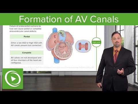 Formation of AV Canals – Embryology | Lecturio