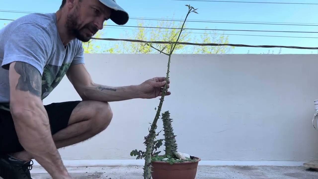 Serie Poda Drástica de Palo Borracho (Capítulo 4)