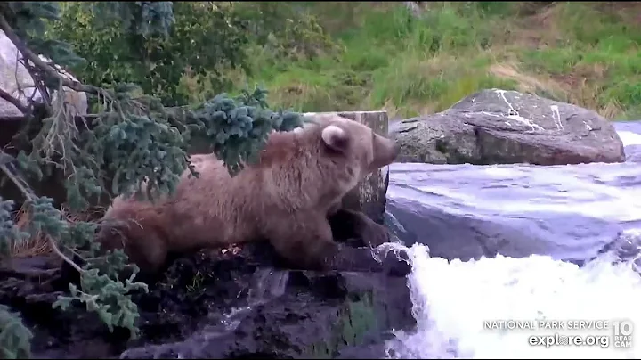 128 Grazer's Studious Cub Takes a Break - August 15, 2022 (explore.org)