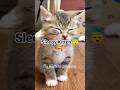 Sleepy bby kitten 🩷🥰 #kittens #catlovers #kittenlove #shorts #viral #funny #fyp