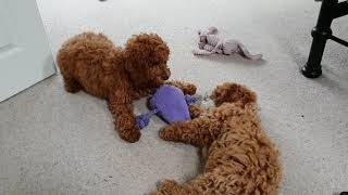 Cockapoo puppy combat