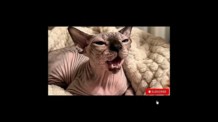 Video 11663401: sphynxcats cat, cat pure