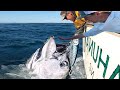 Amazing Longline GIANT BlueFin TUNA. Big Catch Fishing on The Sea