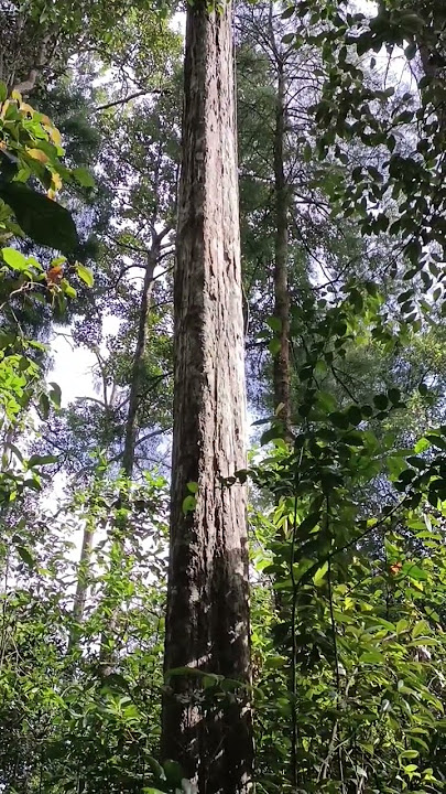 SUARA HUTAN KALIMANTAN.. SANGAT MERDU!!!! #sorts #soundnature #kalimantan
