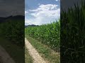 Szwajcaria #1