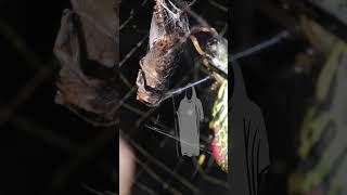 Joro Spider Smoothie