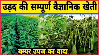 उड़द की बुवाई से अंत तक सम्पूर्ण खेती | Urad ki kheti | Black gram farming | Udid lagwad mahiti |