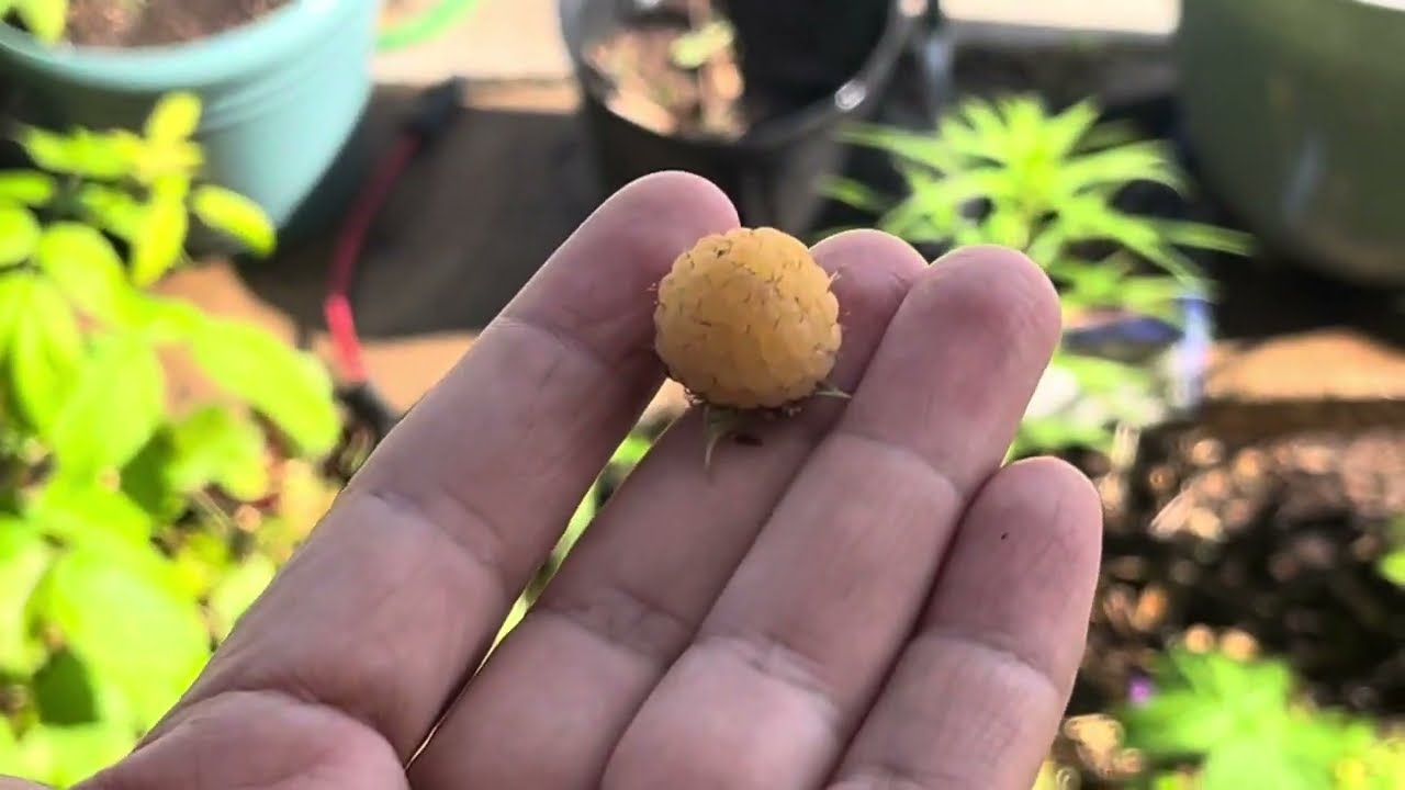 Cortamos frambuesas doradas (Golden raspberry )
