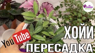 КОМНАТНЫЕ РАСТЕНИЯ /ПЕРЕСАДКА ХОЙИ /УХОД