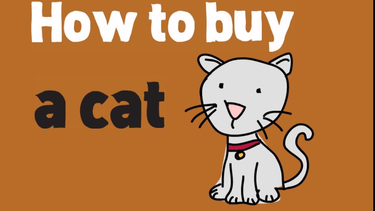 buy a cat