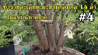 Bonsai Station [Workshop Station] EP.94  ทำรายละเอียดมะขามกลุ่มกอ 14 ลำ [4]