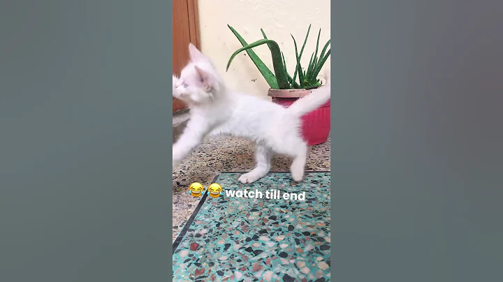 Video 5992811: cat kitten blue eyes, cat kitten play fun, adorable kittens playful cats, cat fun cute kitten, funny cats adorable kitten, laugh kittens cute cats, white cat cute kittens