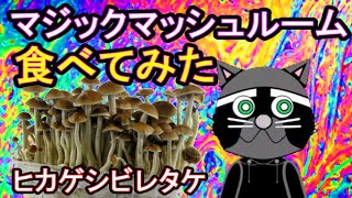 アニメ マジックマッシュルームを食べると 日本に自生するヒカゲシビレタケ 幻覚トリップ Youtube